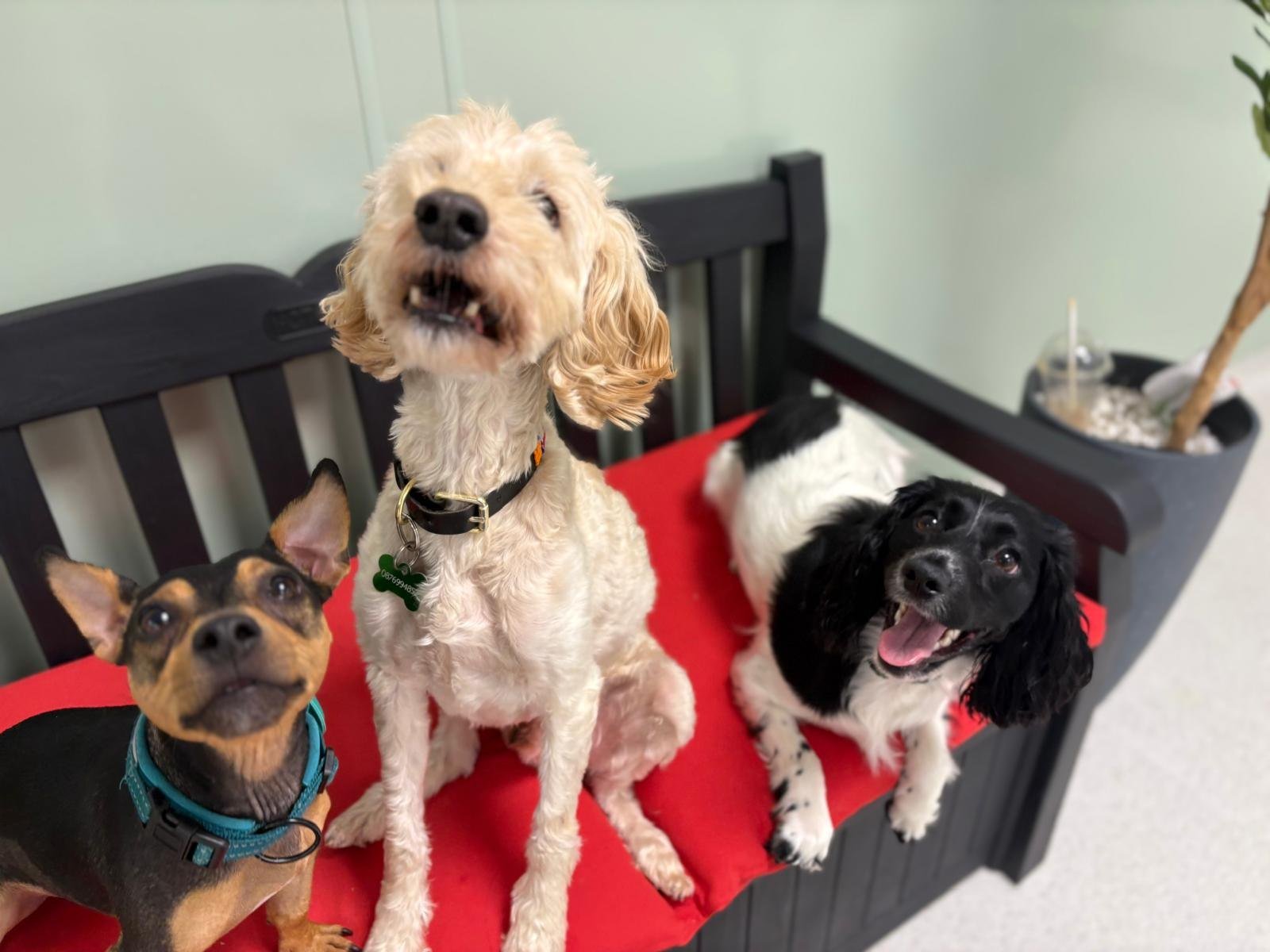 Small dogs resting together on the Zoomies daycare daybed