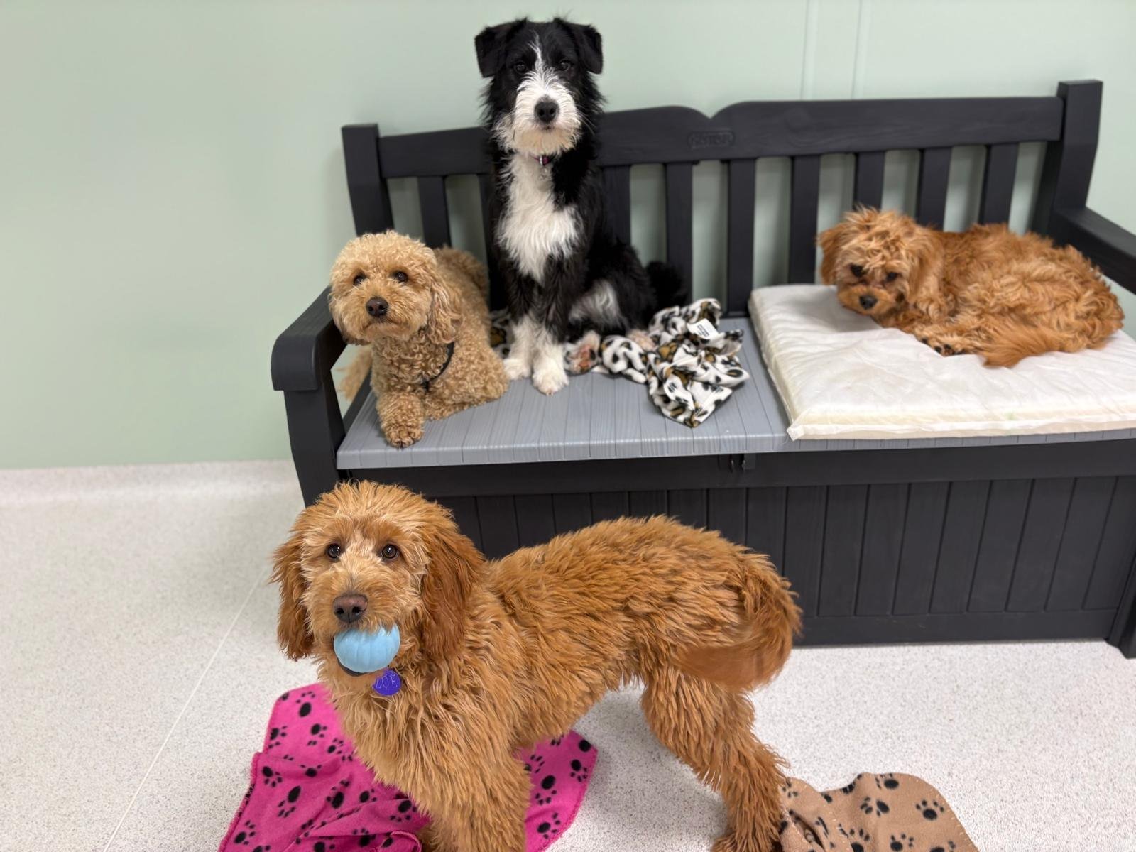 A dog with toys on the daycare daybed