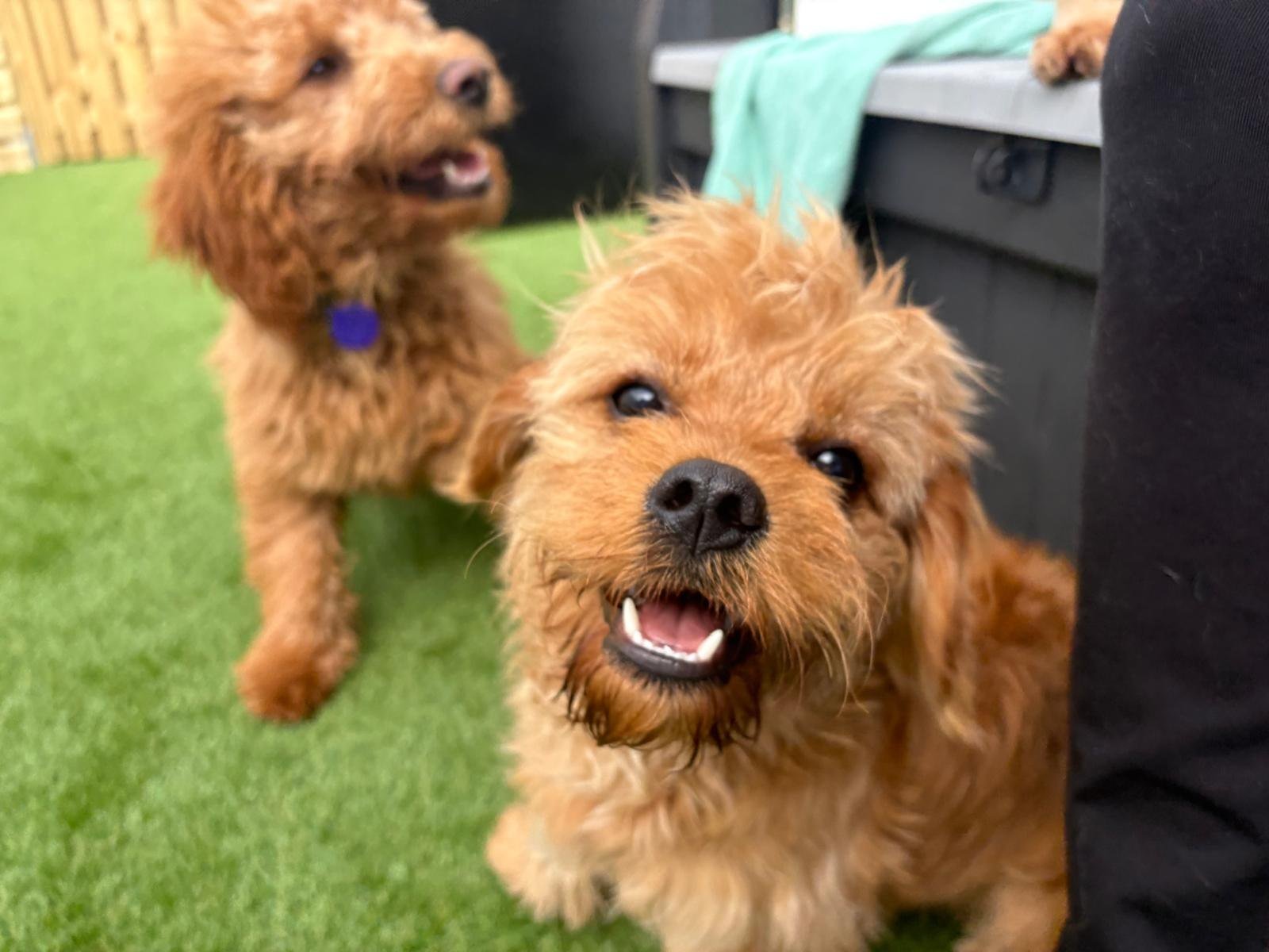 A happy dog in the Zoomies daycare yard