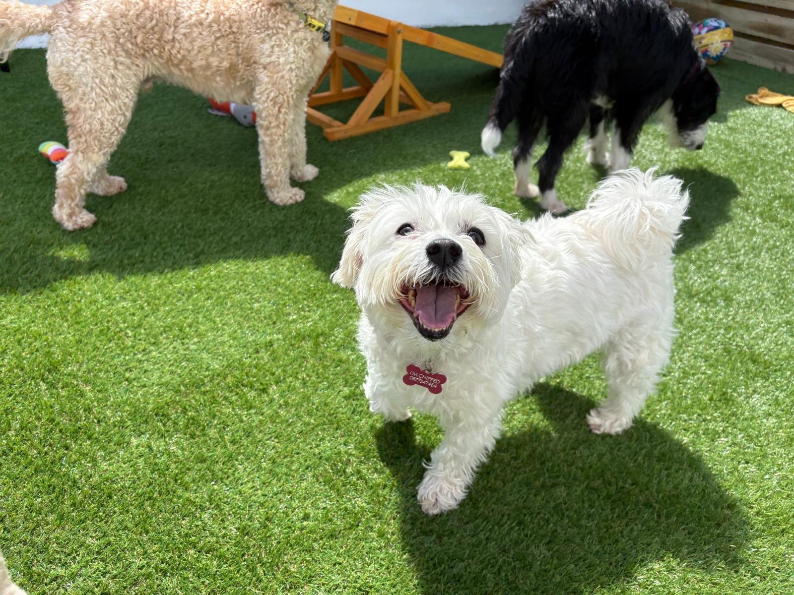 A small playgroup in the Zoomies daycare yard
