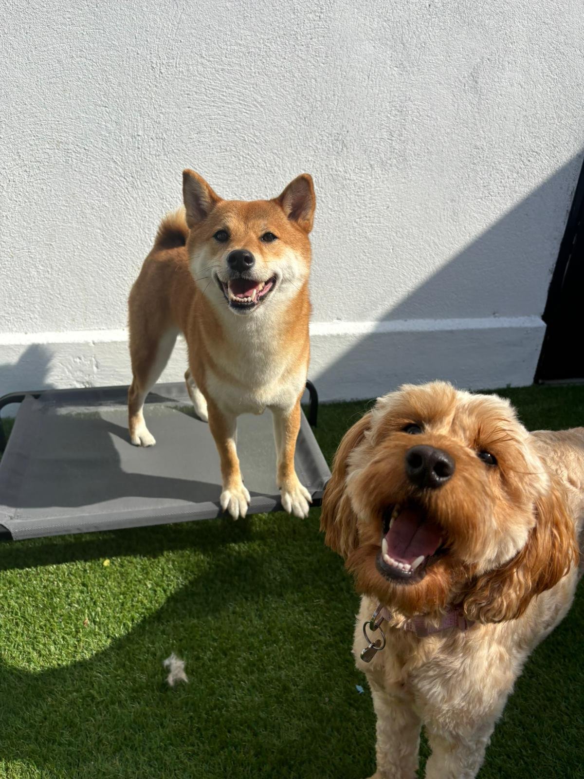 Two well-matched small dogs in the Zoomies daycare yard
