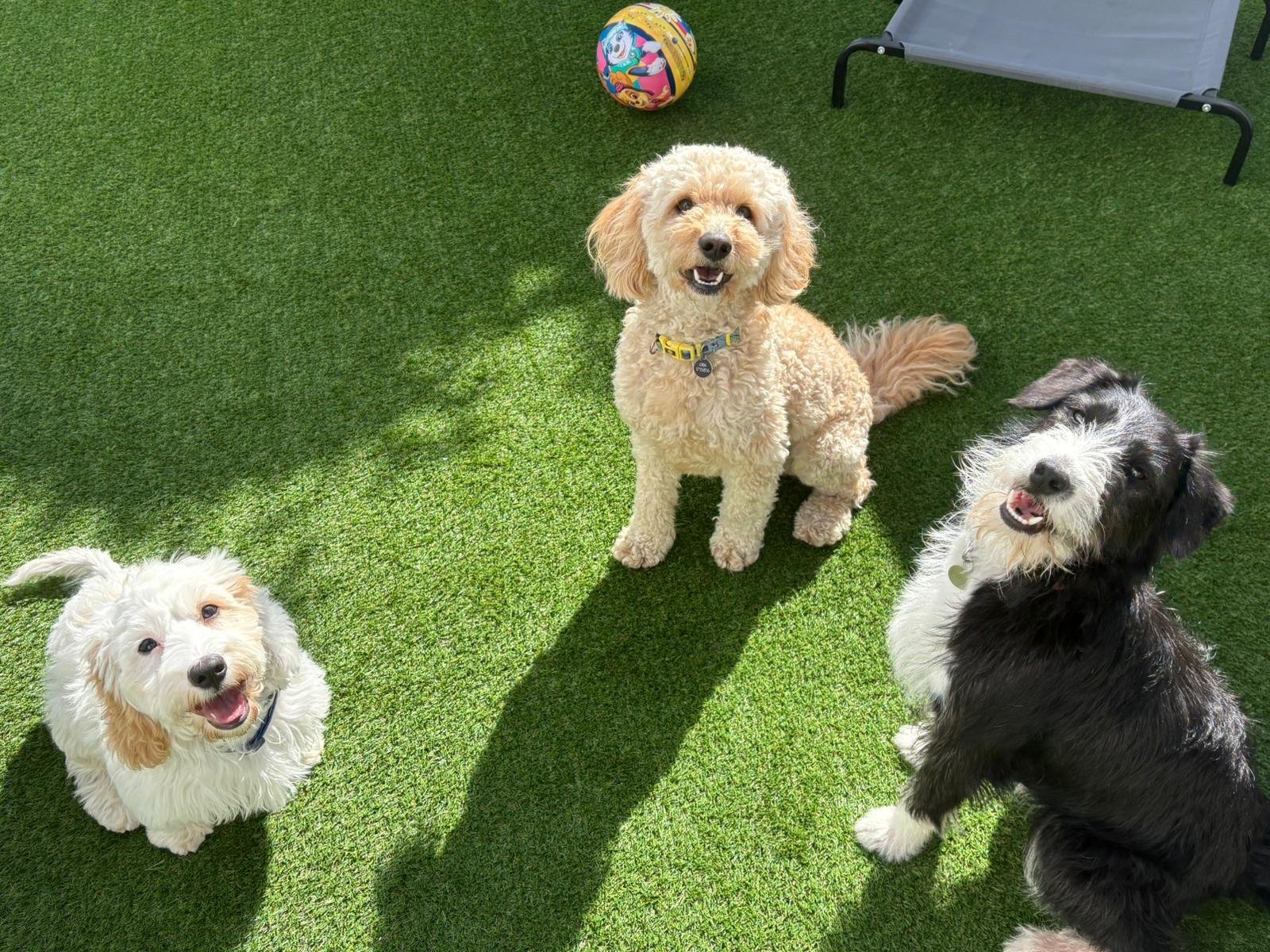 Small dogs waiting for a ball in the Zoomies daycare yard