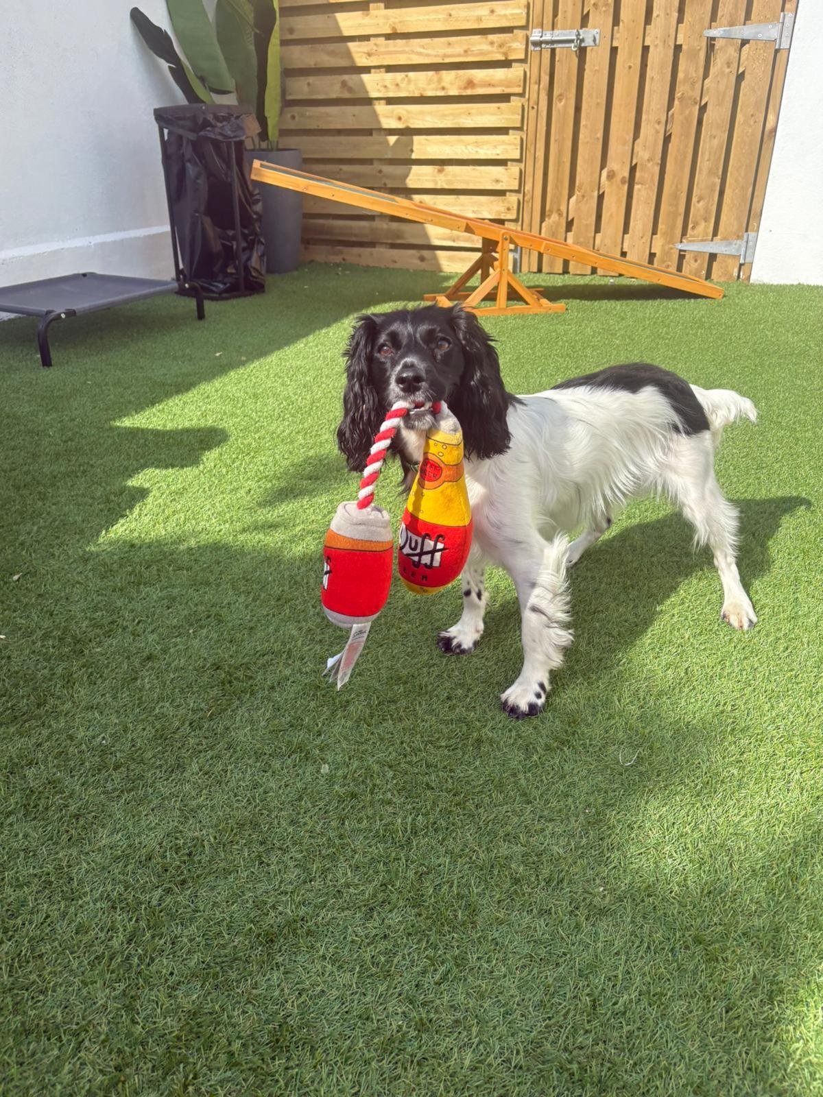 A spaniel in the Zoomies daycare yard