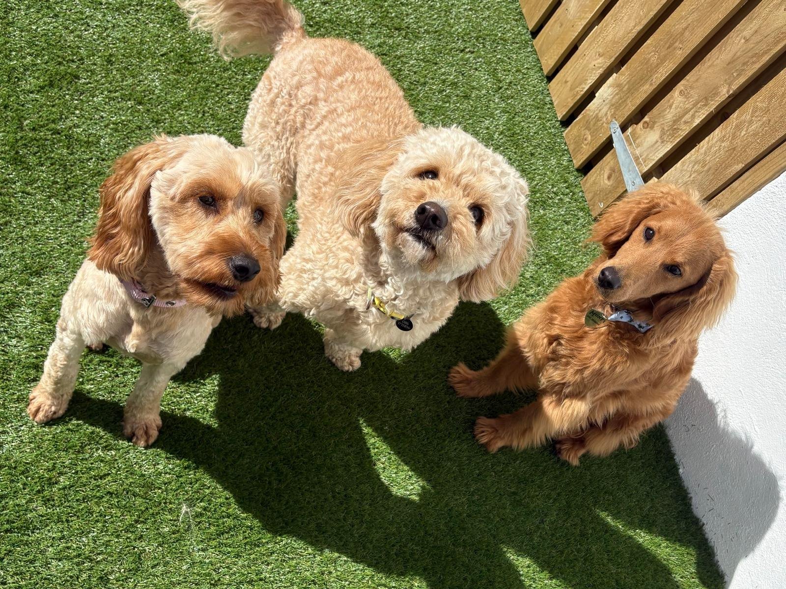 Three small dogs in the Zoomies daycare yard