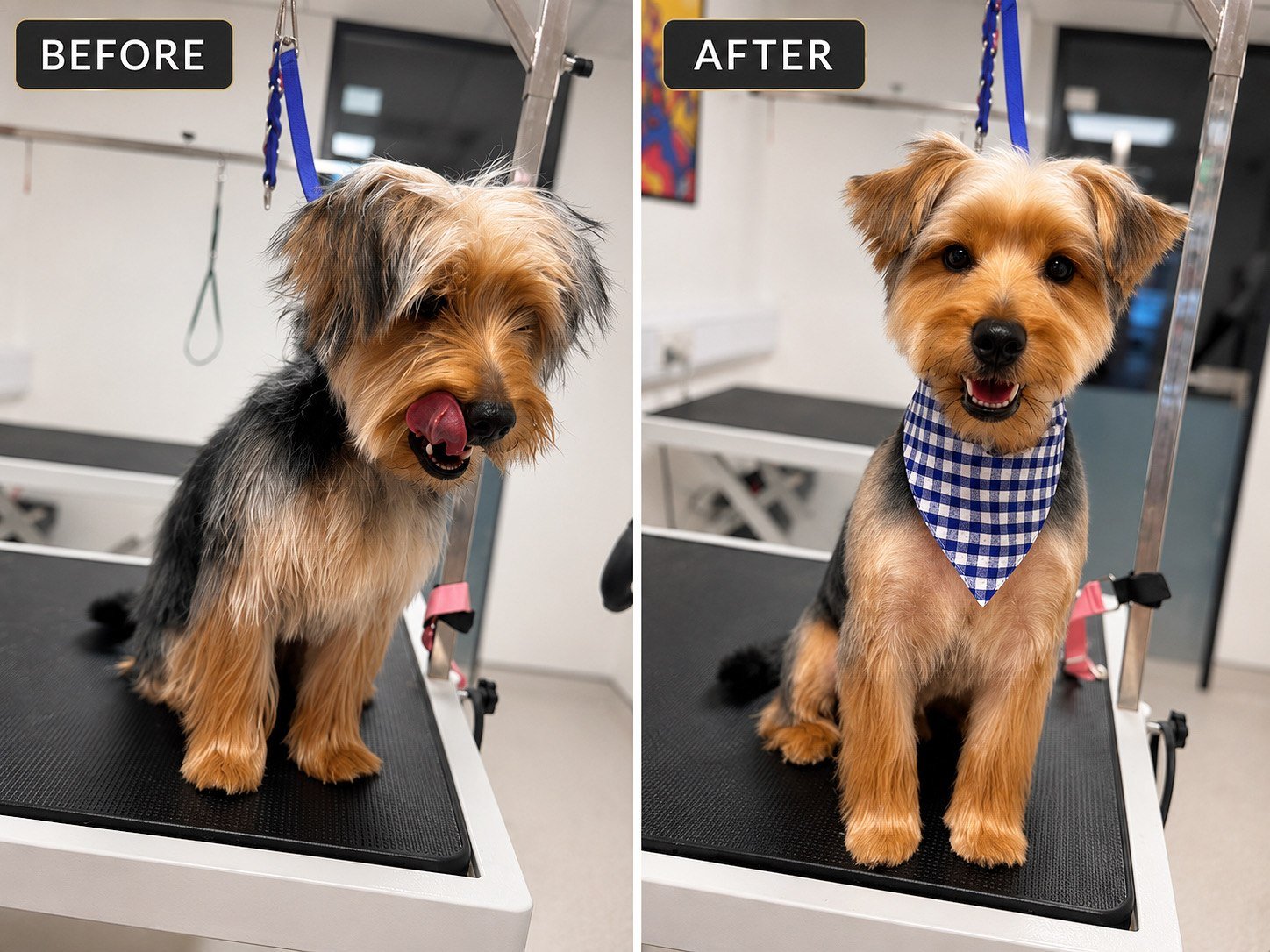A terrier before and after a full groom at Zoomies
