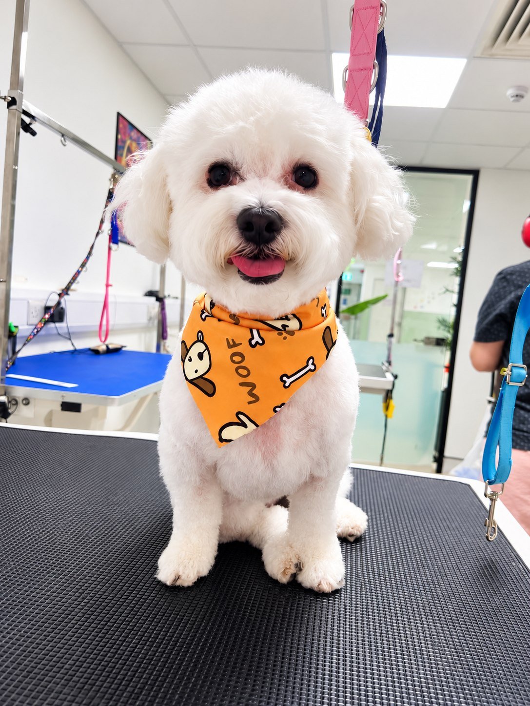 A bichon in a Zoomies bandana after a full groom