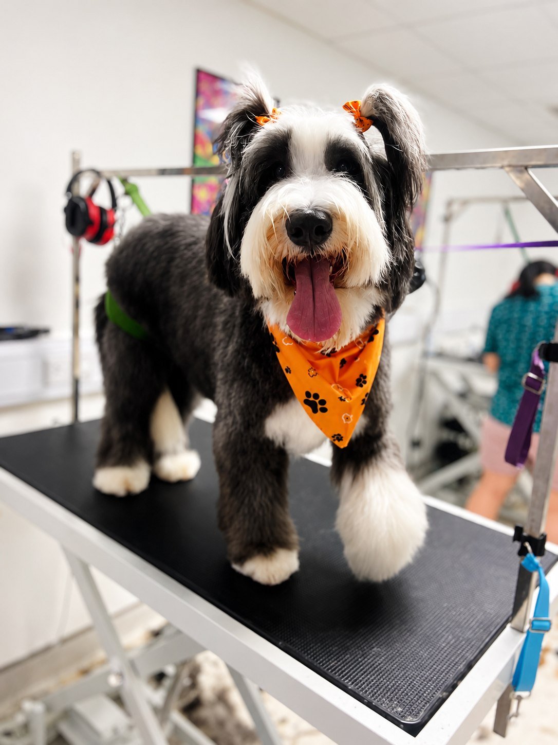 A cockapoo after a full groom at Zoomies