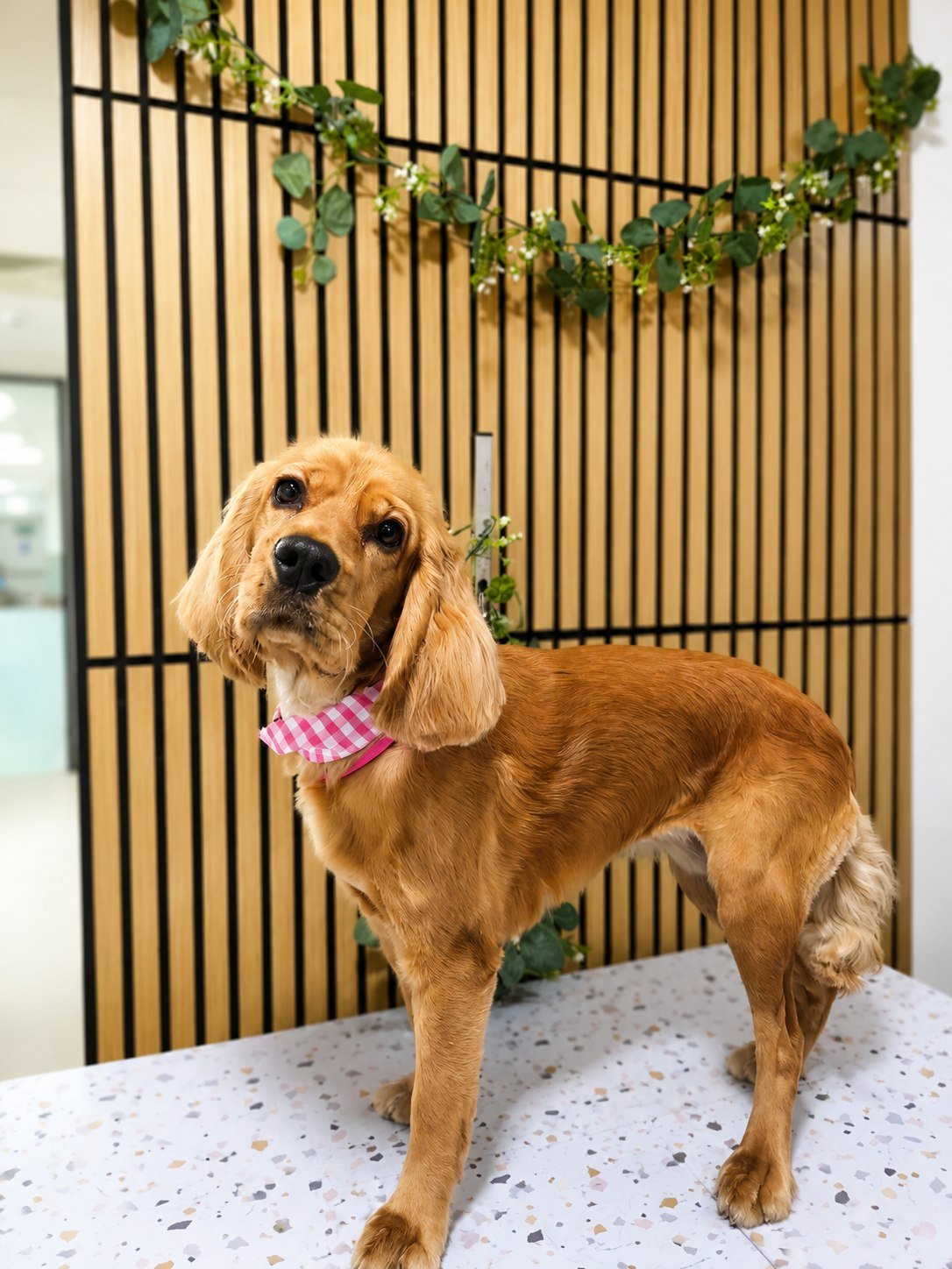 A cocker spaniel finished at the Zoomies salon
