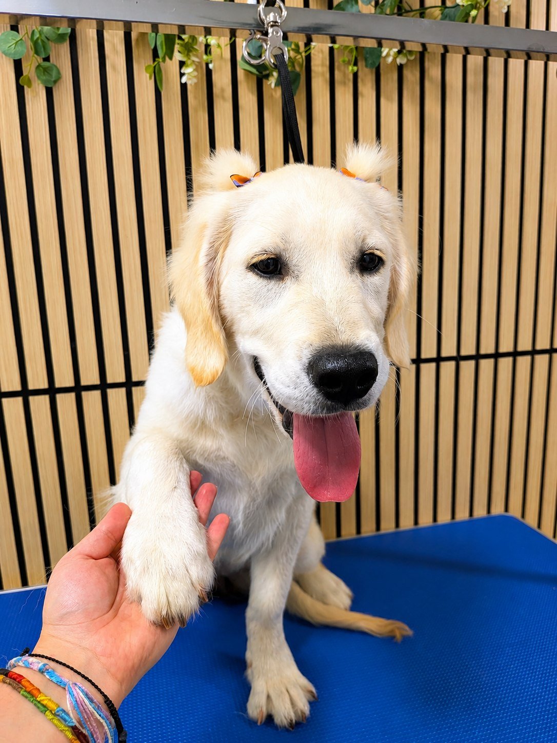 A retriever puppy after a groom at Zoomies
