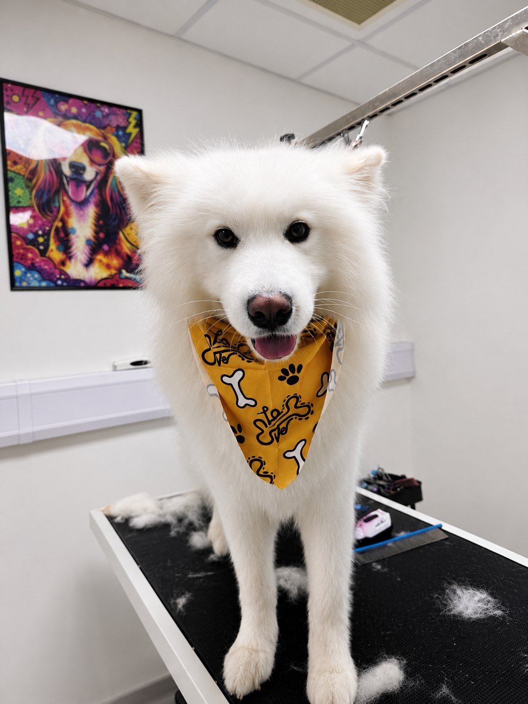 A samoyed in a Zoomies bandana