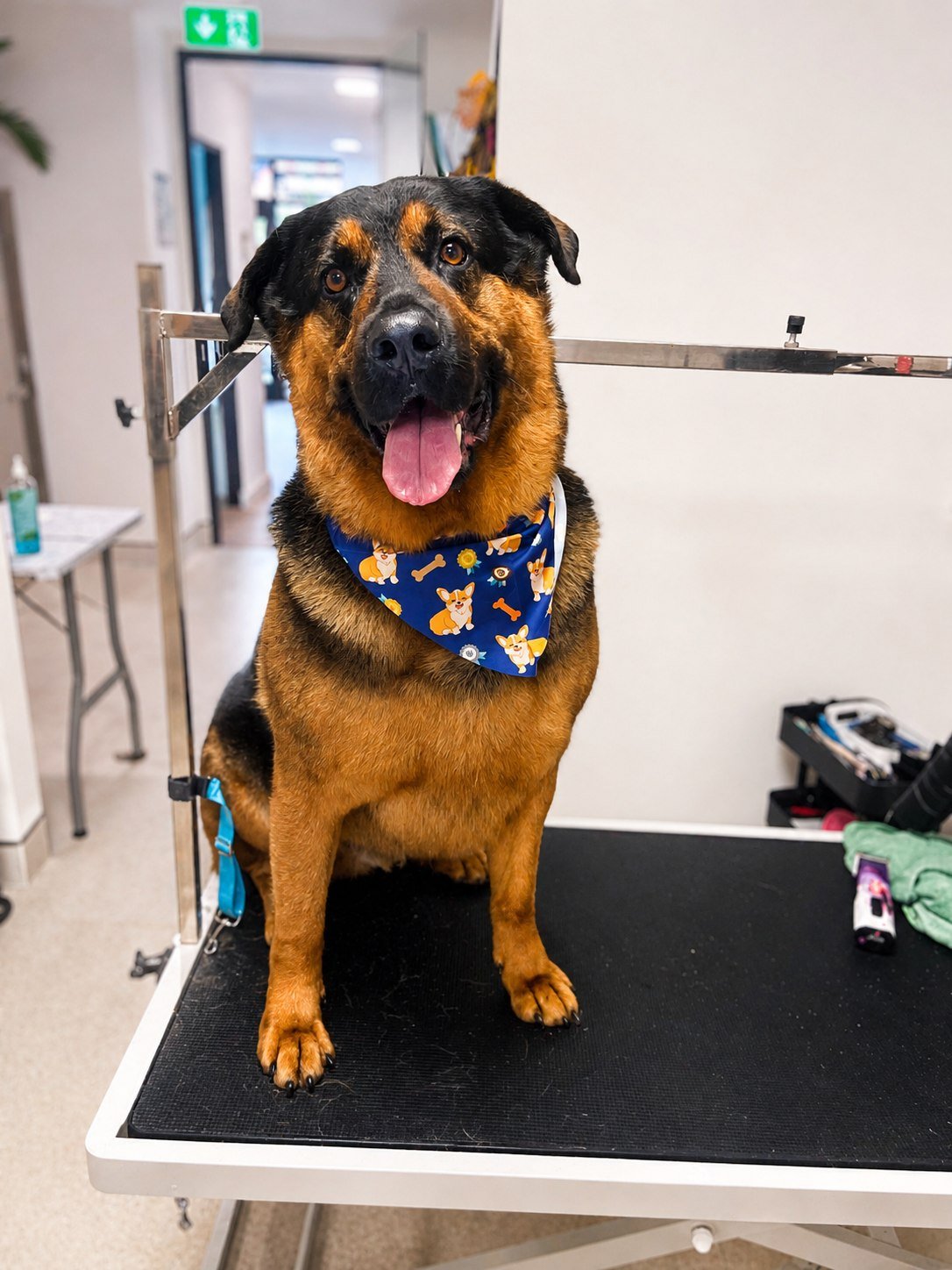 A shepherd freshly groomed on the table
