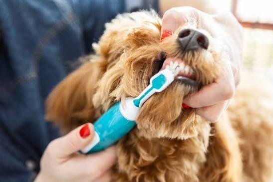 Brushing a doodle’s teeth at Zoomies
