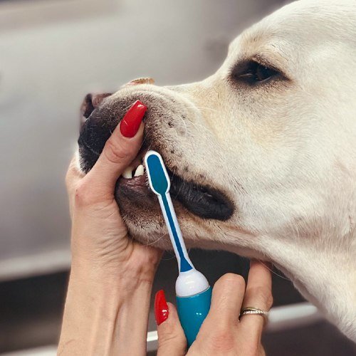 Ultrasonic teeth cleaning at Zoomies